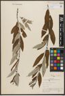 Foto von Salix subcoerulea Piper
